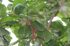 Terminalia catappa